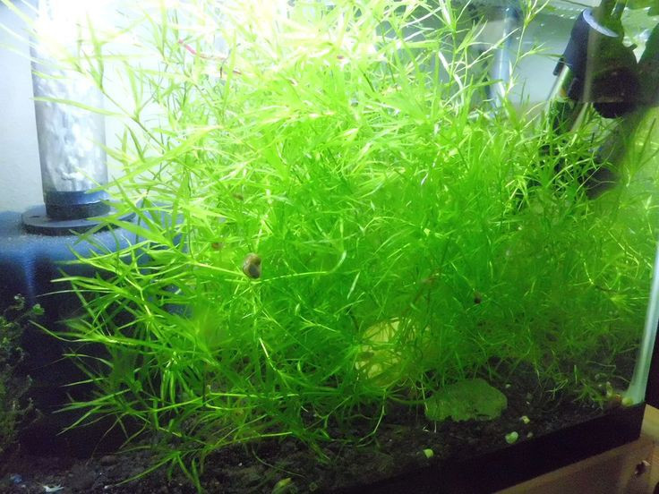 Guppy Grass
