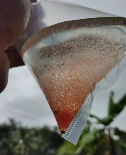 Moina starter culture