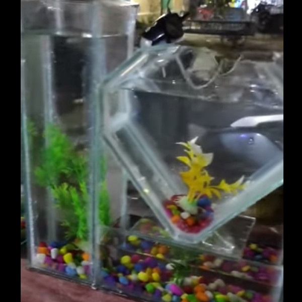 heart shape fish tank in glass