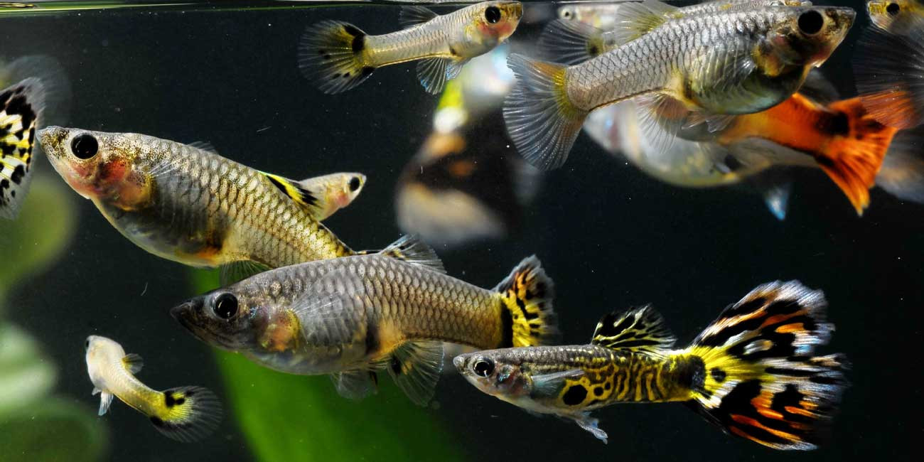 Top 10 Livebearer Fish for Breeding