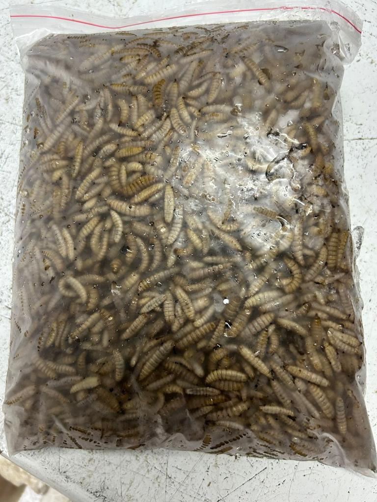 FROZEN BLACK SOLDIER LARVAE