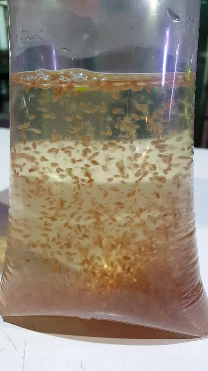 Daphina starter culture