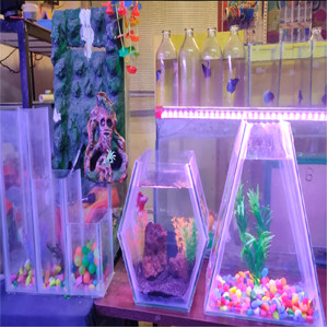 Creative betta fish Glass tank